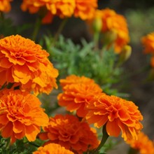 Lutein & Zeaxanthin (Food with Function Claim)