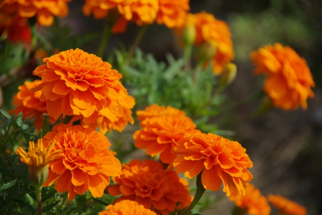Marigold