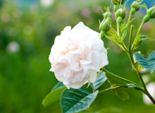 Natural essential oils