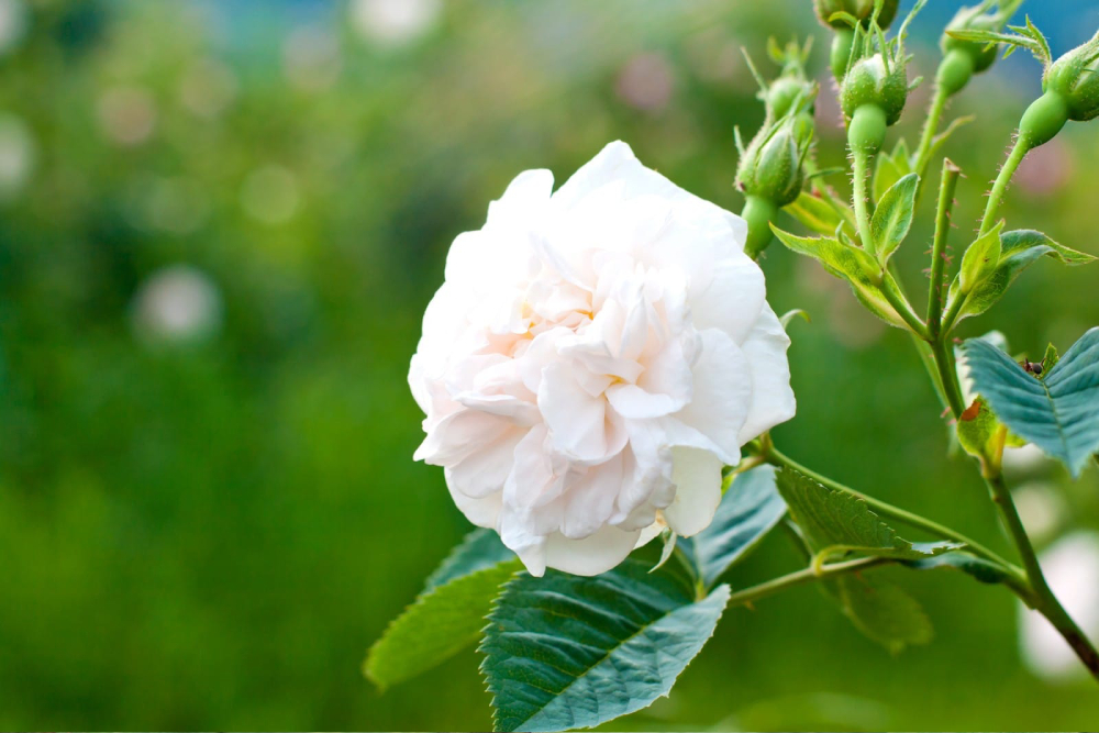 Natural essential oils